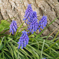 A bunch of grape hyacinths