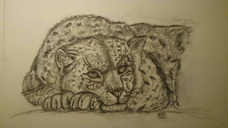 Leopard drawing charcoal