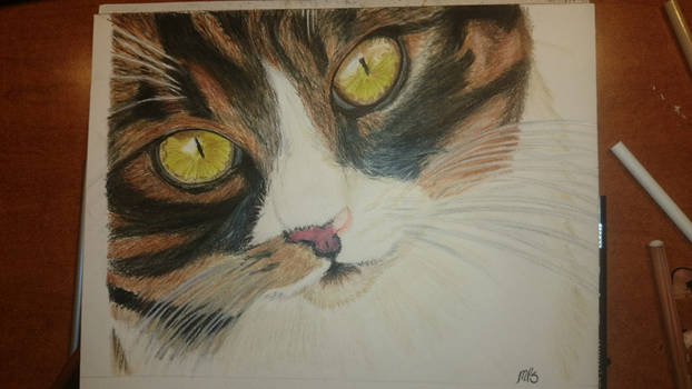 Cat drawing