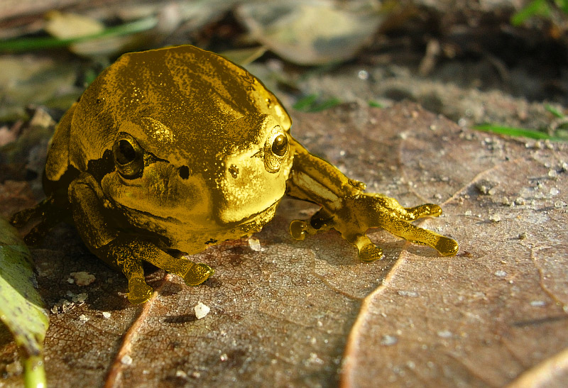 Golden Frog