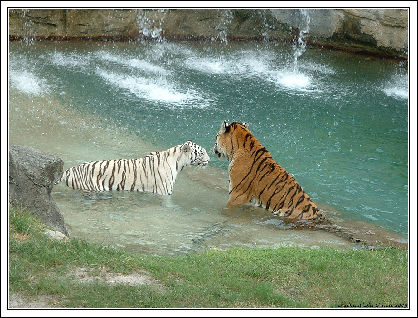 Tiger Kisses