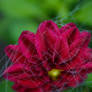 Web flower 1