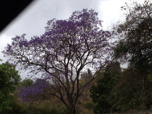 purple tree