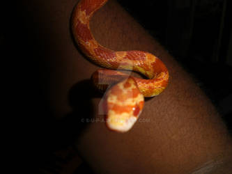 Corn Snake