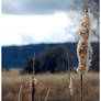 cattails