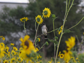 Perching with the Sun