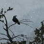 The Raven King