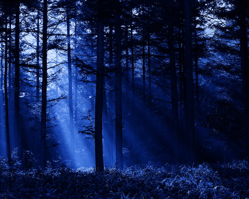 Красивые леса ночью