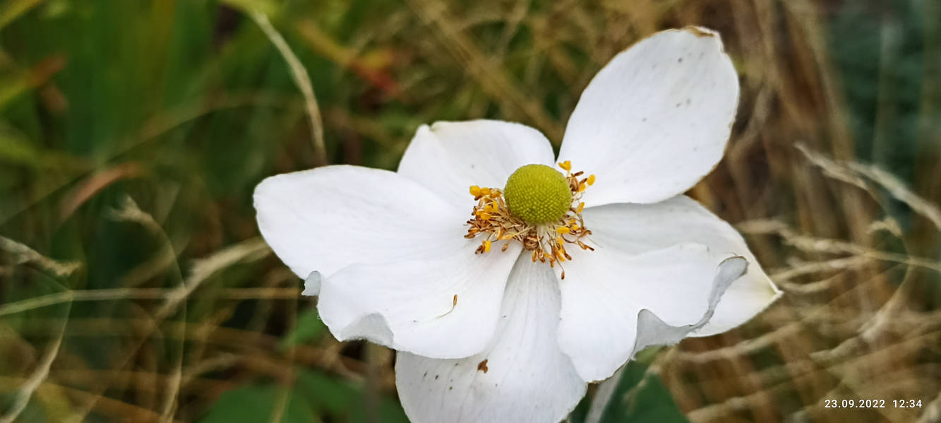 Anemone hupehensis by MartinTheSkald on DeviantArt