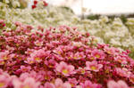 flowers II by rashell-stocks