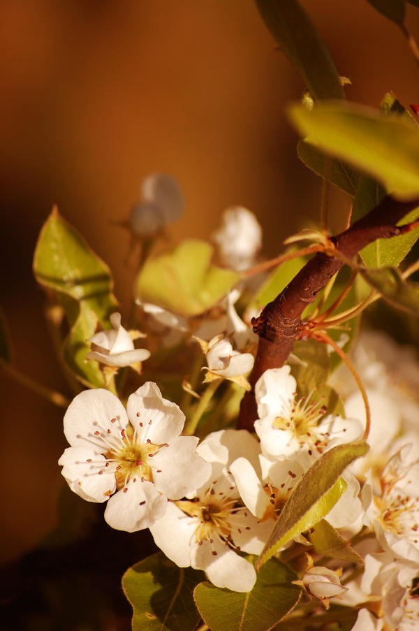 white flowers