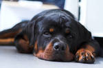 Tired ADHD rottweiler by Timosetae