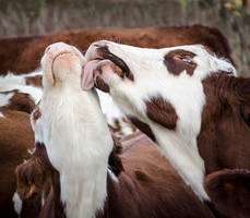 Wash of snout