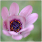 Pastel.... by Malcolm21