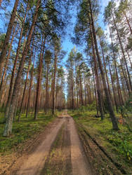 The depth of the forest