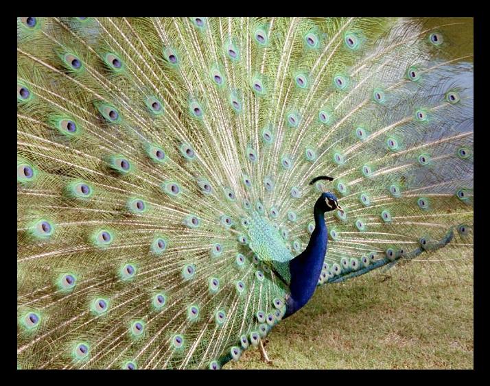 Peacock