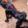 A Fully Geared Rubber Pup