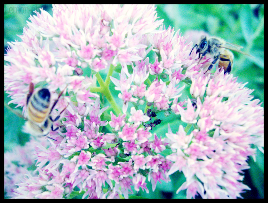 Two Bee Together