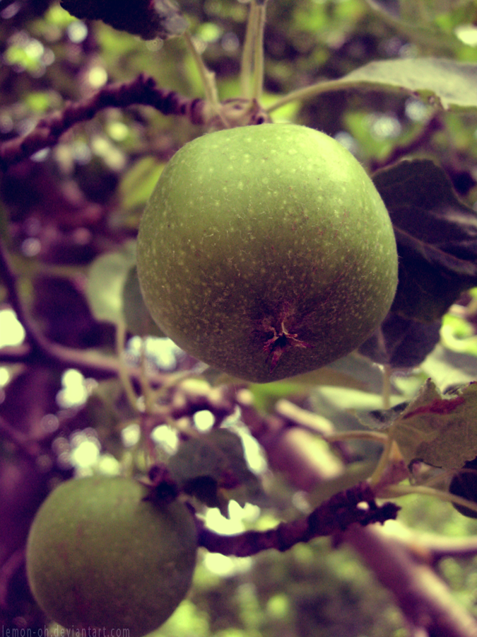 A Whole Bushel of Apples