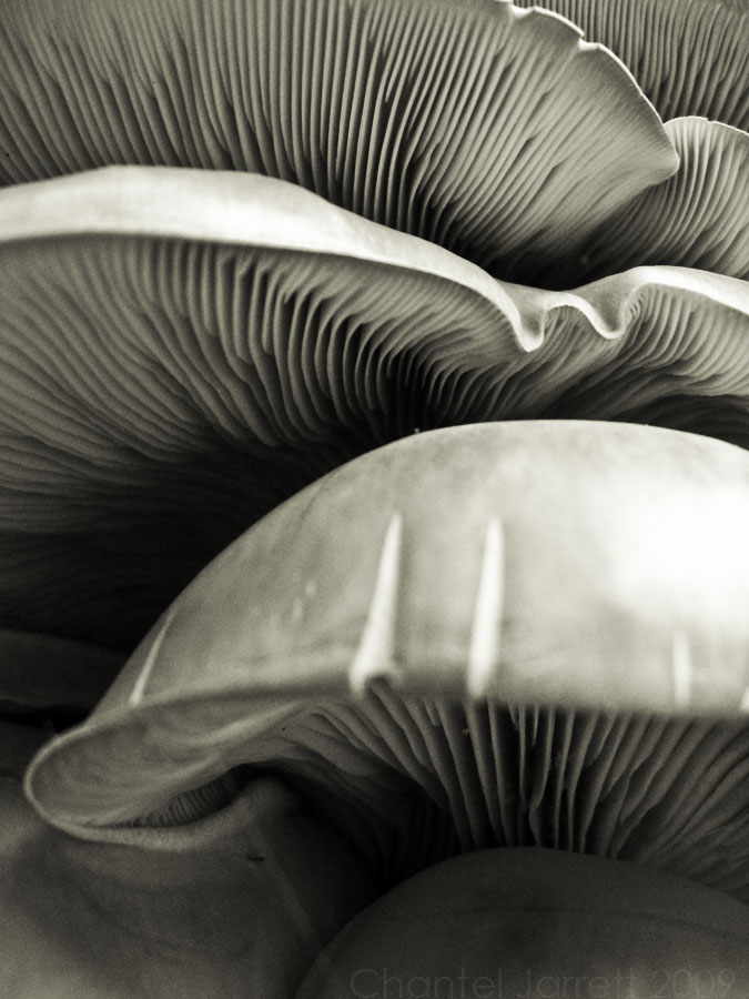 Shroom 02 BW