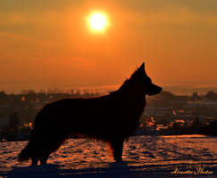 silhouette of a dog