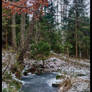 Forest in winter