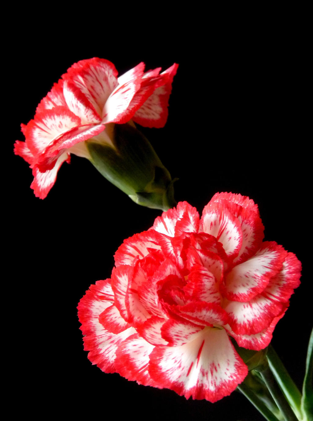 carnations