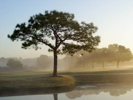 TREE IN THE MIST