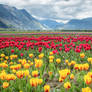 Tulips in the valley...