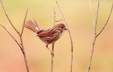 Brown Finch