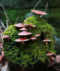 Unique Mushrooms