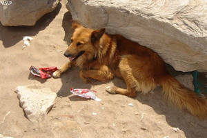 dog sun bathing