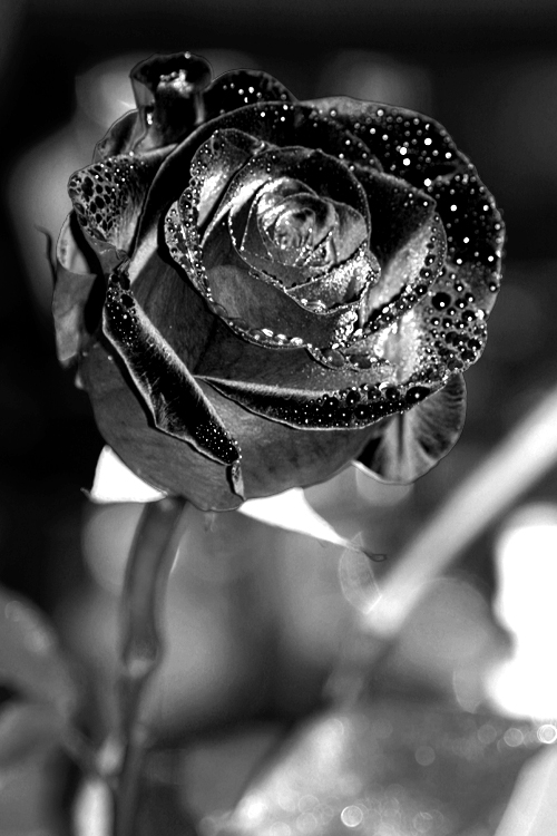 the rose of my darkest dream