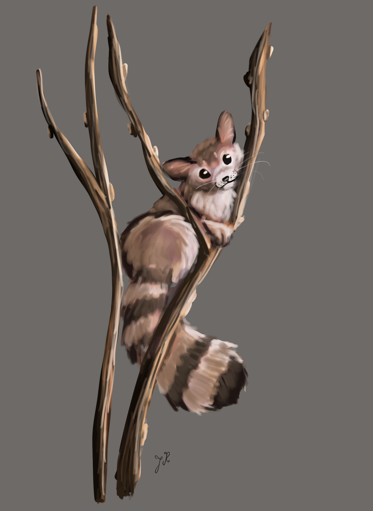 Deviantart Ringtail Ringtail Cat Study by FrostetSpots on DeviantArt