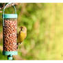 Greenfinch