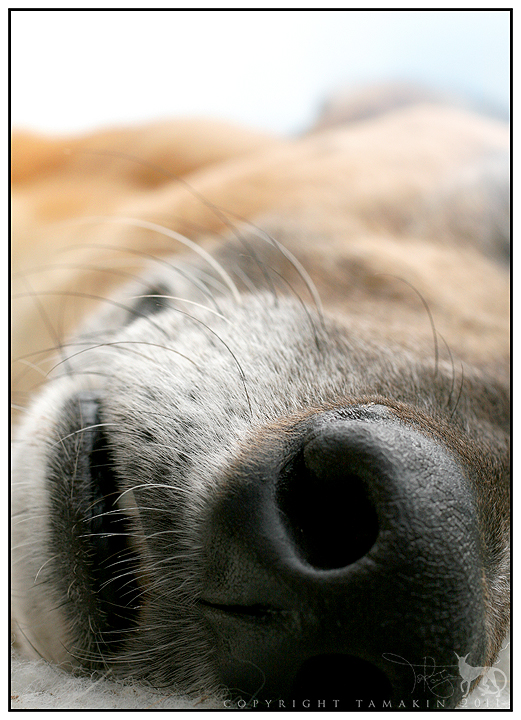 Rolling Hills of Sleeping Dog