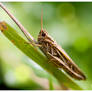 Mr. Grasshopper