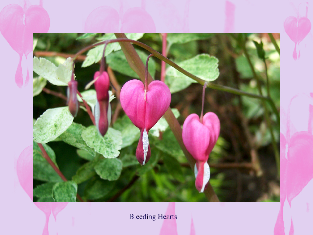 Bleeding Hearts