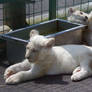 White Lion Cub