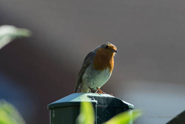 Robin