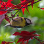 Blue tit in acer red