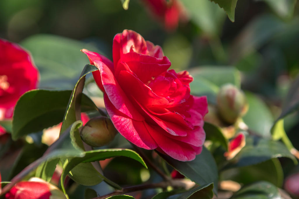 Camelia in red