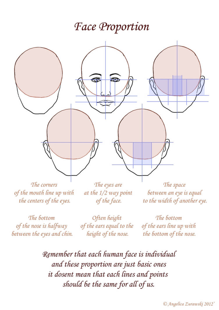 Face Proportion by endzi-z Face Proportion by endzi-z