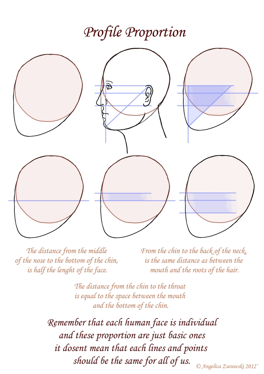 Profile Proportion