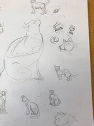 Cat drawings