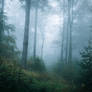 Foggy Forest - stock