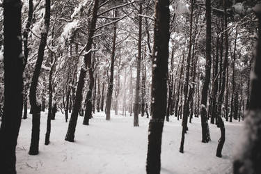 Winter forest stock