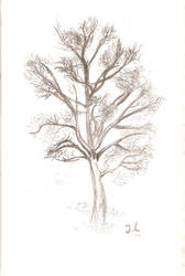 a tree