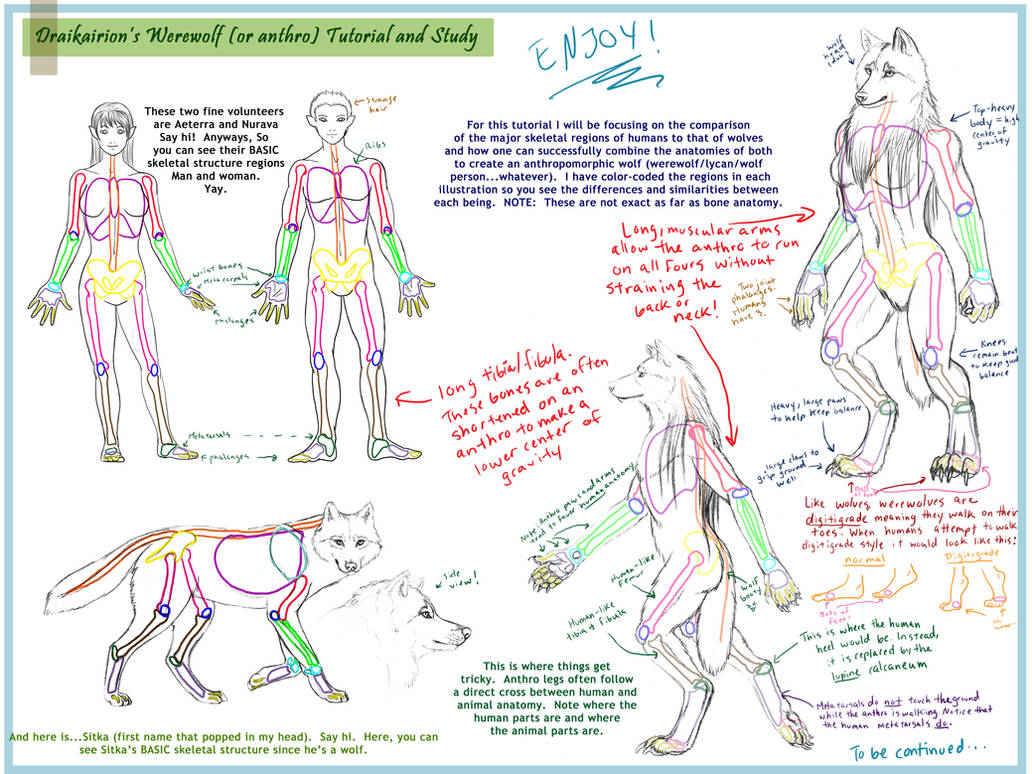 Werewolf Anthro Tutorial pt. 1 by Draikairion