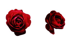 roses